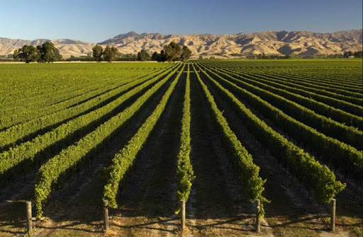 Rows of vines in a New Zealand vineyard