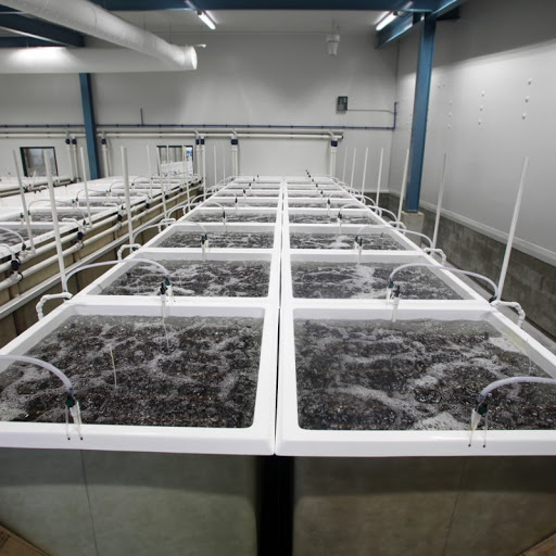 Automated aquaculture tanks